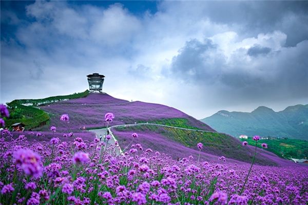 夢見一片花海是什麼意思