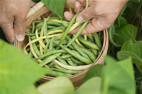 夢見偷摘豆角是什麼意思