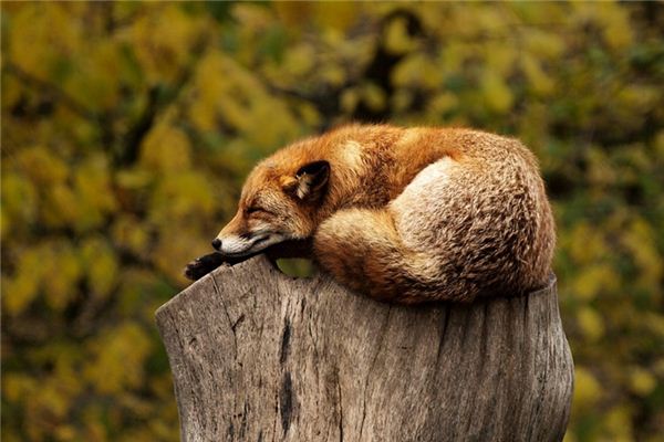 夢見動物是什麼意思