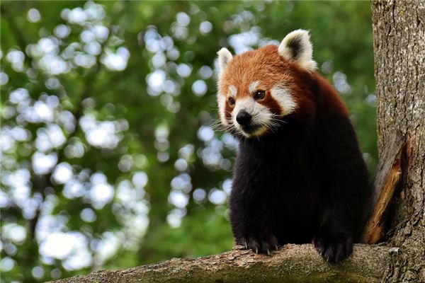 夢見動物園是什麼意思