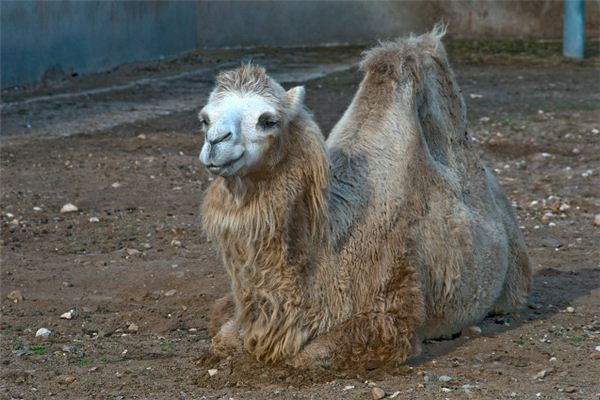 夢見動物展覽會