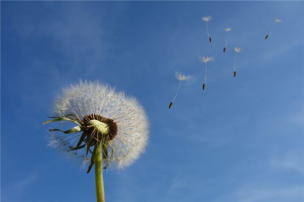 夢見和風是什麼意思