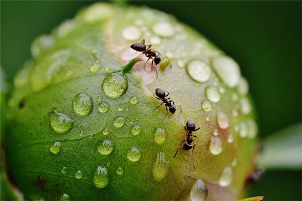 夢見嘴內有蟲是什麼意思