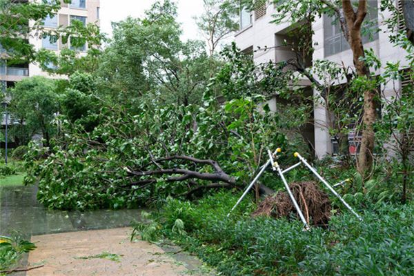 夢見大樹砸倒自家房屋