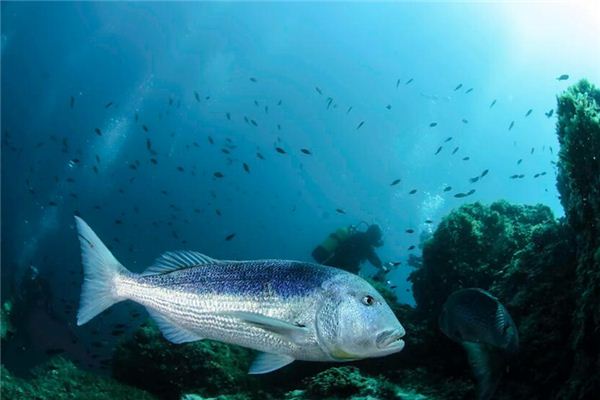 夢見大魚是什麼意思