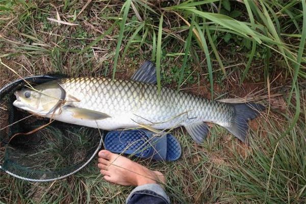 夢見女人在抓魚