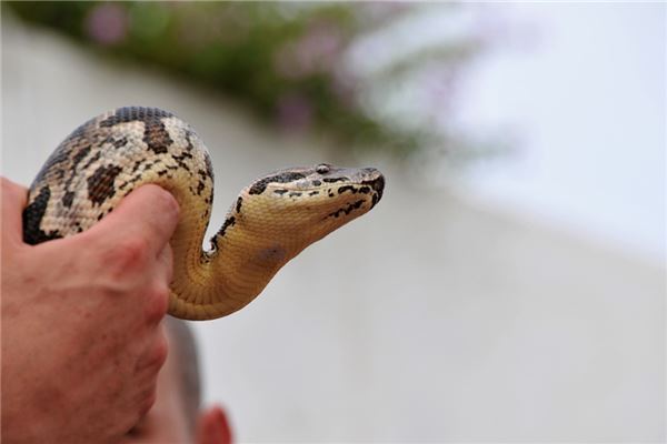 夢見好多蛇死掉