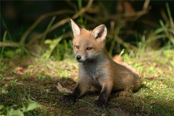 夢見小動物是什麼意思