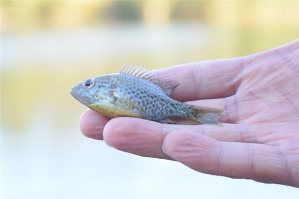 夢見小魚是什麼意思