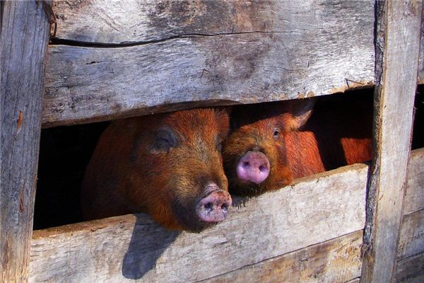 夢見建豬圈是什麼意思