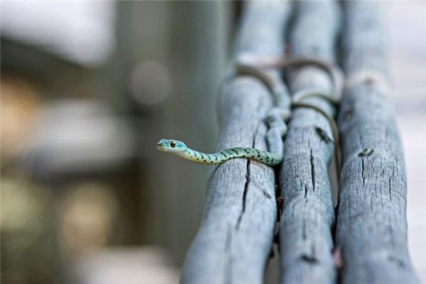 夢見打蛇是什麼預兆