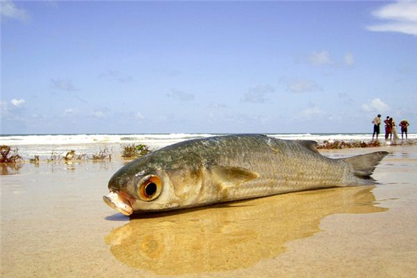 夢見抓到魚是什麼意思