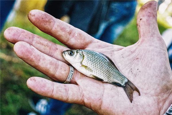 夢見抓魚是什麼意思