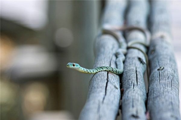 夢見捉蛇是什麼意思