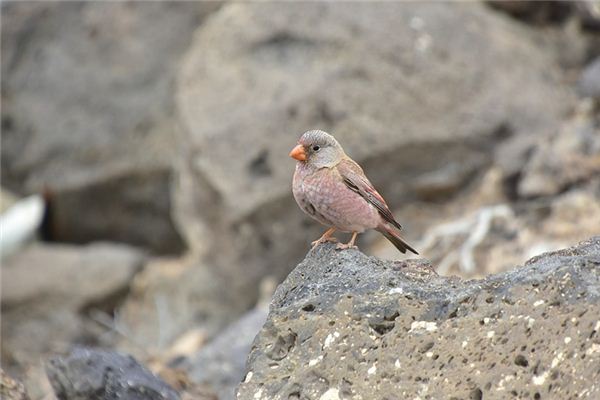 夢見文鳥是什麼意思