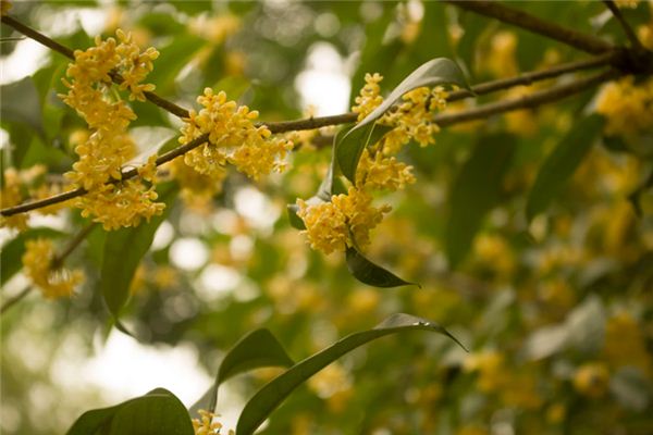 夢見桂花是什麼意思