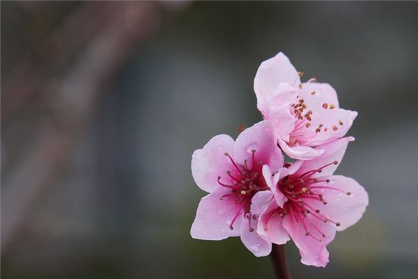 夢見桃花是什麼意思