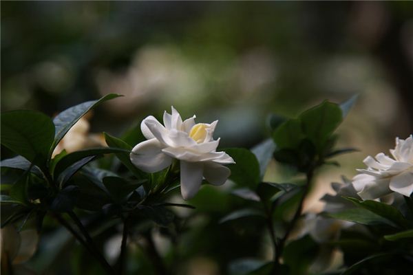 夢見梔子花是什麼意思