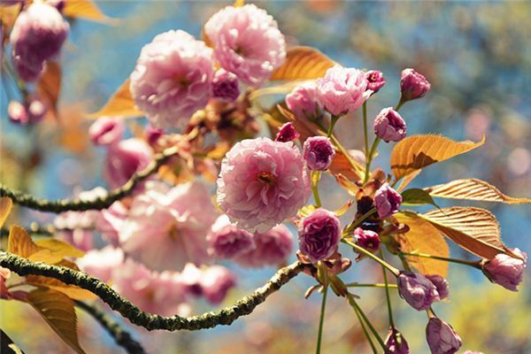 夢見樹木開花是什麼意思