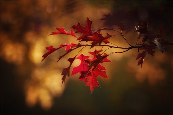 夢見樹葉紅了是什麼意思