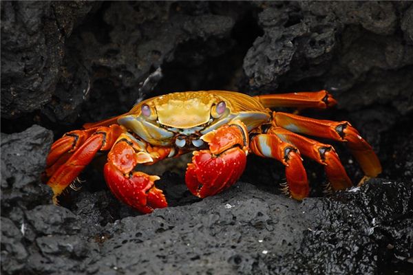 夢見水生物是什麼意思