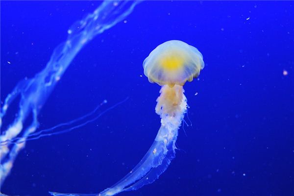 夢見海蜇是什麼意思