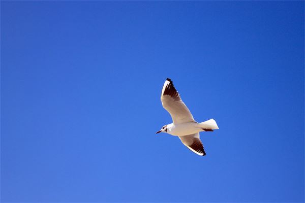 夢見海鷗