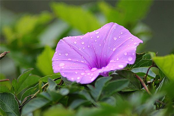 夢見牽牛花是什麼意思