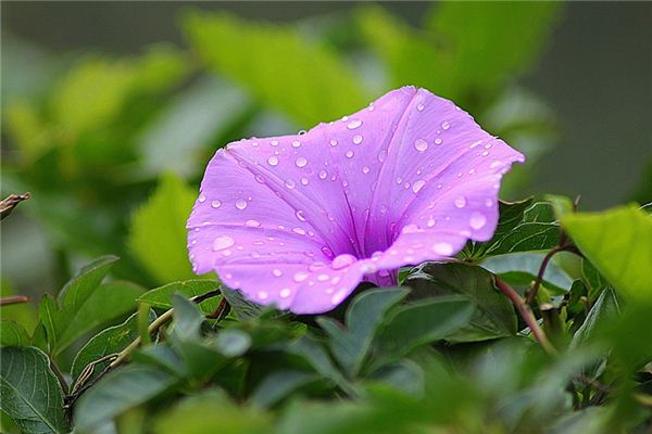 夢見牽牛花開是什麼意思