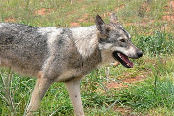 夢見狂犬病是什麼意思