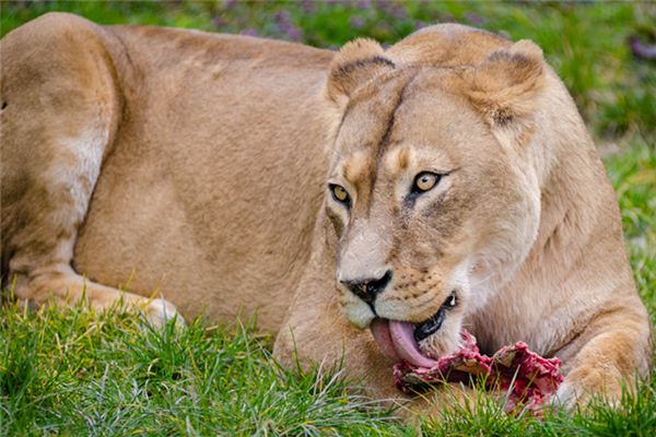 夢見猛獸是什麼意思