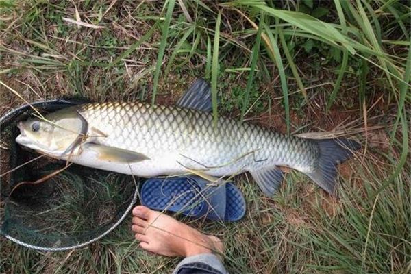 夢見用手按住魚