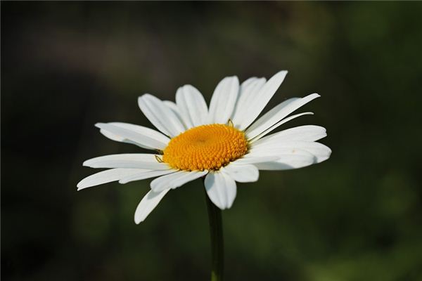 夢見白花是什麼意思