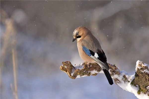 夢見知更鳥是什麼意思