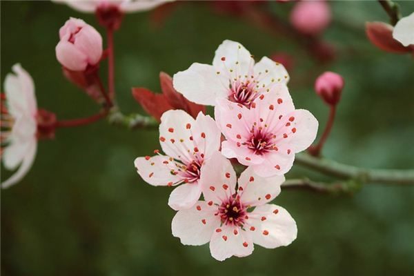 夢見石楠花是什麼意思