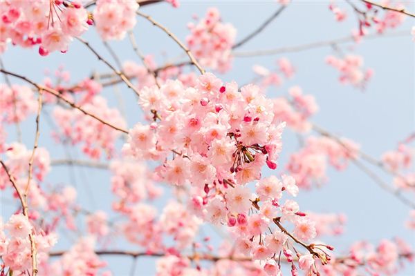 夢見石竹花是什麼意思