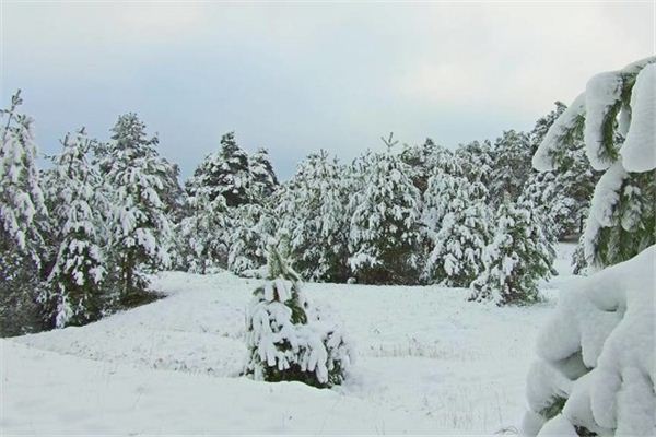 夢見在積雪的森林中漫步