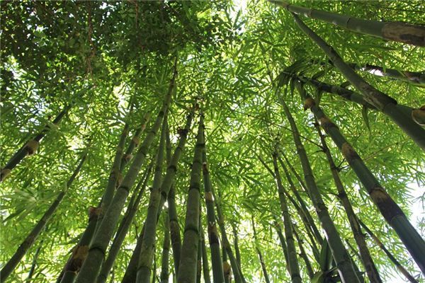 夢見竹林是什麼意思