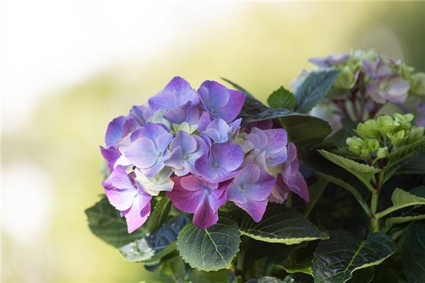 夢見繡球花是什麼意思