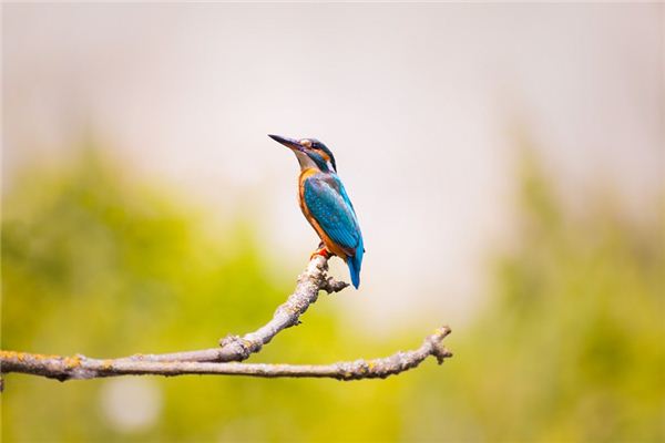 夢見翠鳥是什麼意思