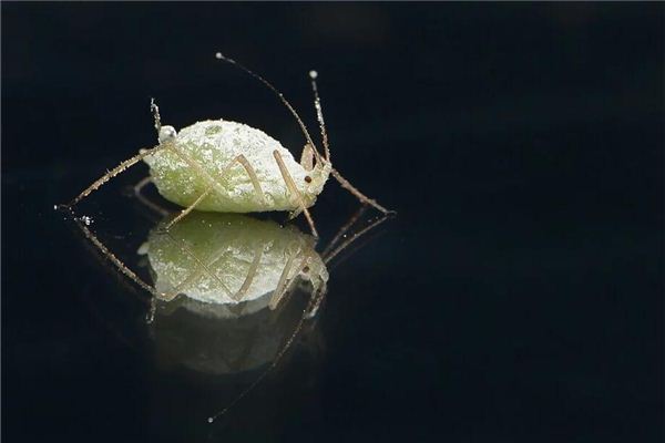 夢見自己身上有蝨子