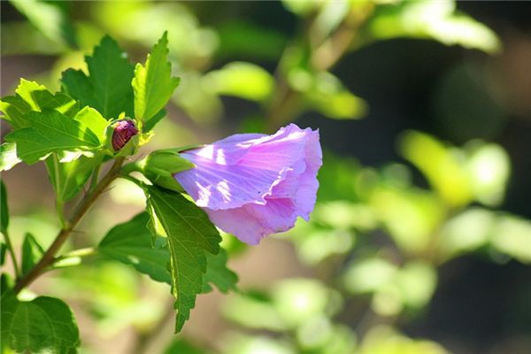 夢見芙蓉是什麼意思