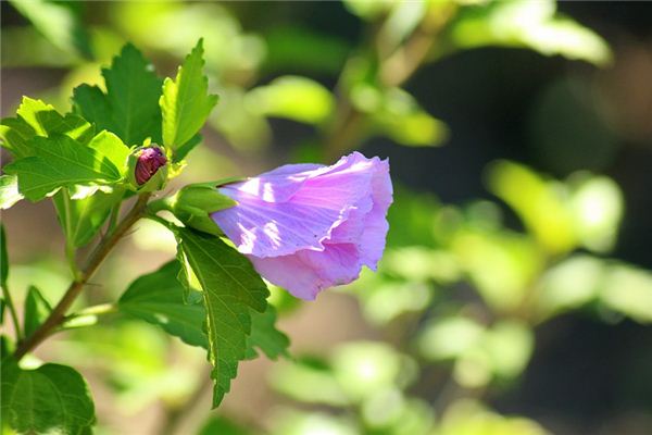 夢見芙蓉花是什麼意思