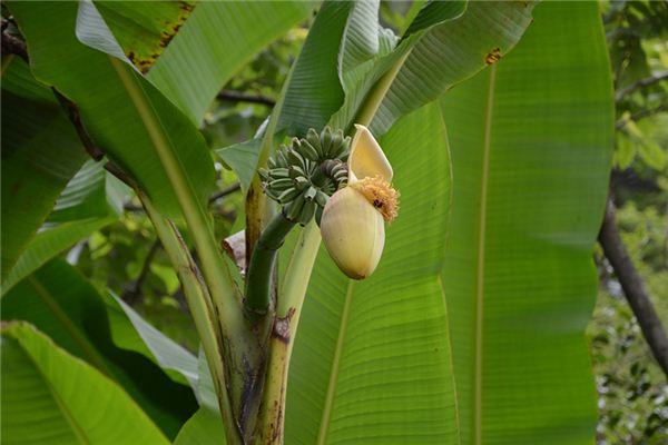 夢見芭蕉是什麼意思