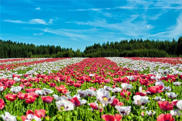 夢見花海是什麼意思