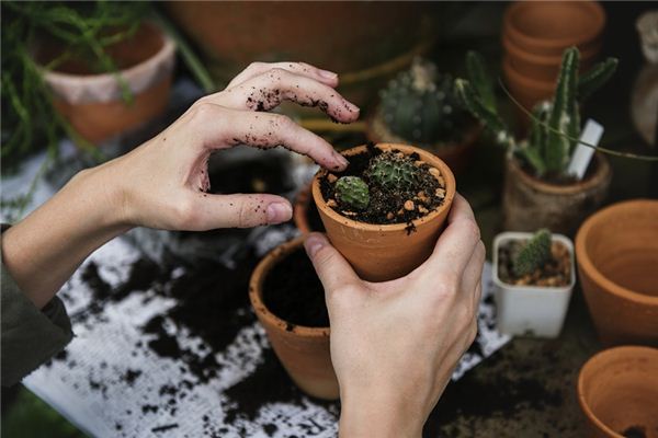 夢見花盆是什麼意思