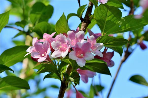 夢見茉莉花是什麼意思