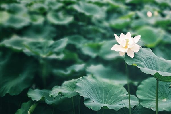 夢見荷葉是什麼意思