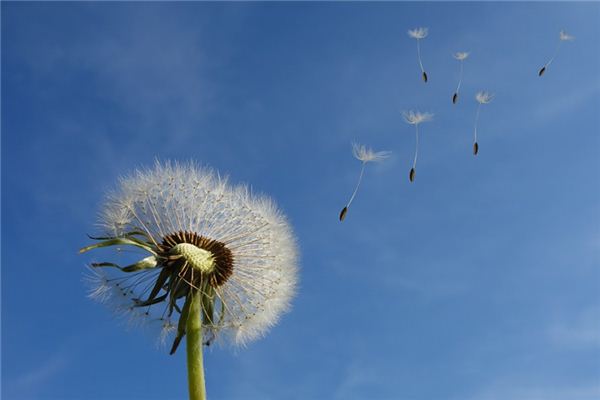 夢見蒲公英是什麼意思