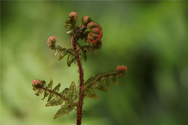 夢見蕨類植物是什麼意思